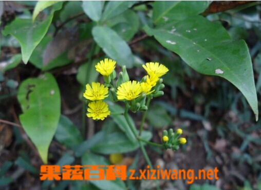 咸丰草的功效与作用