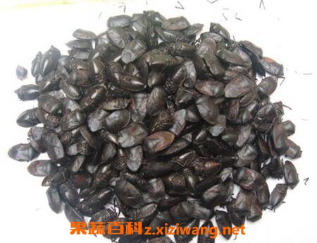 九香虫泡酒有什么作用 九香虫泡酒有气味吗