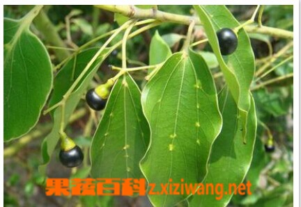 樟脑的功效与作用