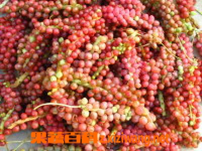 五味子的功效与作用