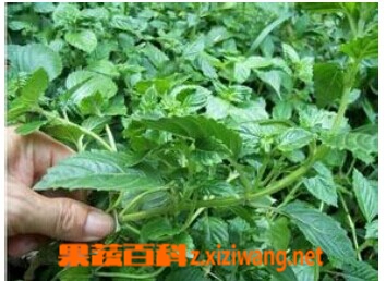 凉粉草的功效与作用
