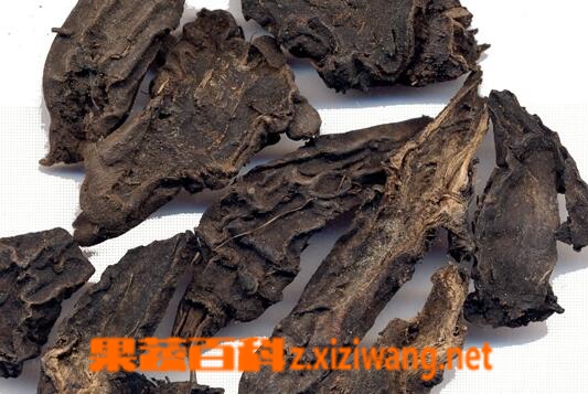 草乌的药用价值与功效