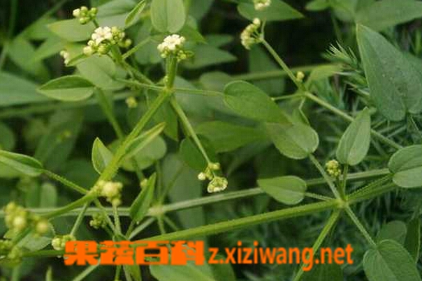 中药茜草的功效 茜草的用法