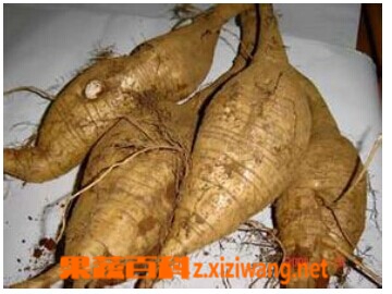 新鲜葛根怎么吃