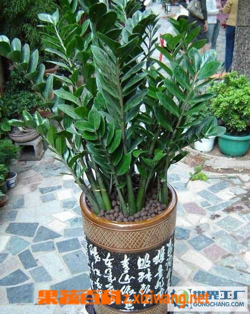 金钱树的养殖方法