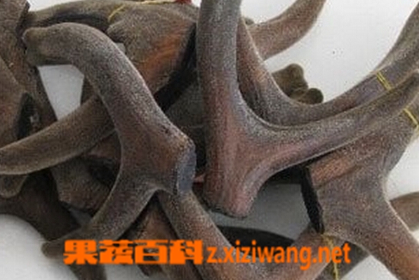 白毛鹿茸草的功效与作用