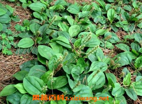 车前草泡水喝的功效与药用价值
