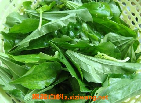 车前草泡水喝的功效与药用价值