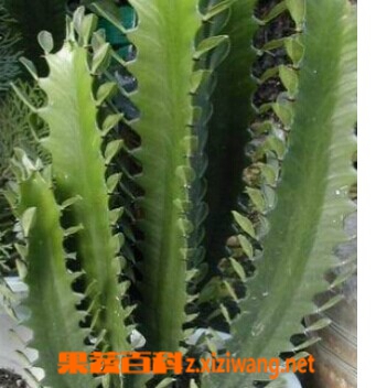 龙骨的功效和作用