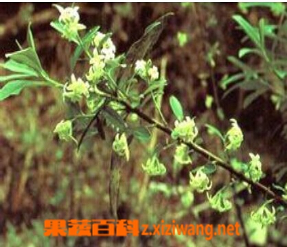 长瓣瑞香的功效与作用