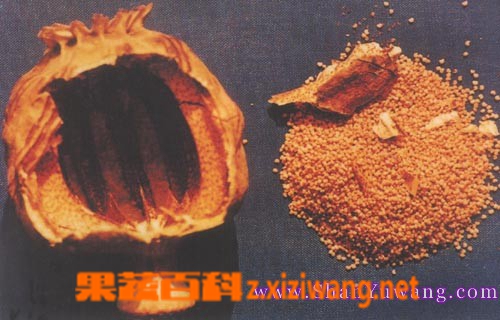 罂粟壳的功效与作用