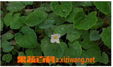 水黄连图片 水黄连的功效与作用