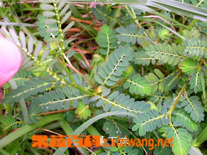 珍珠草的功效与作用