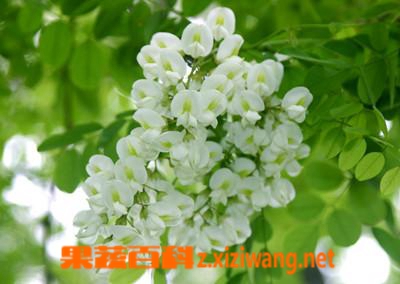 洋槐花的营养和吃法