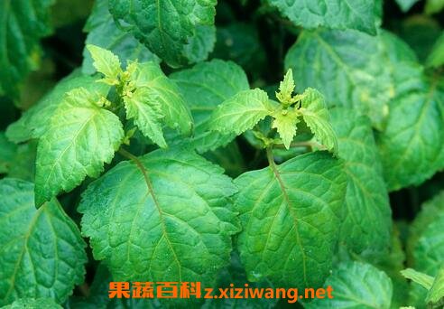 广藿香的功效与作用及食用方法