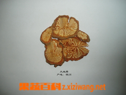 大血藤的功效和作用