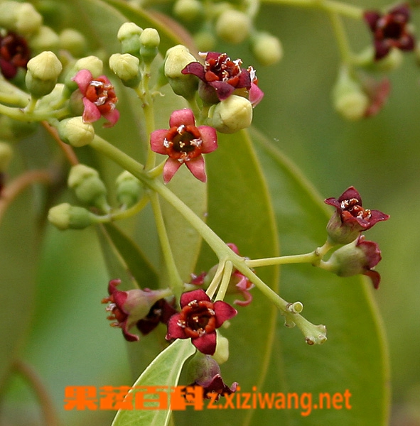 檀香的功效与作用