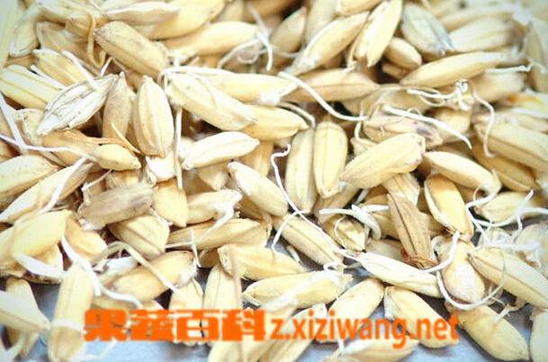 中药谷芽的功效 中药谷芽的副作用