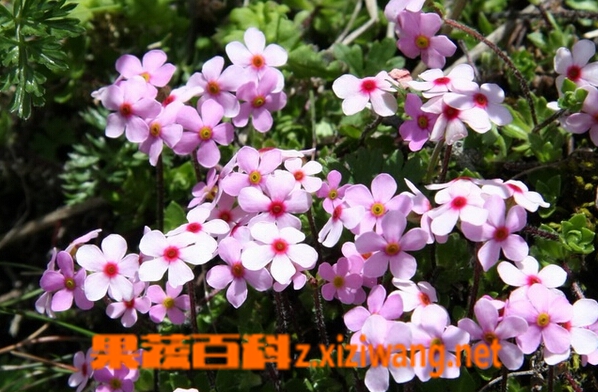 点地梅的功效与作用