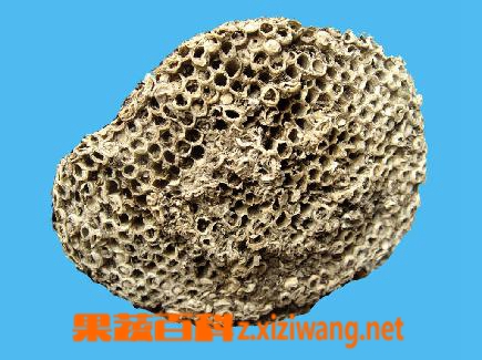 露蜂房是什么