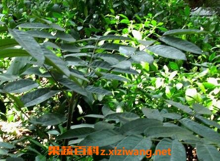 驴舌头草有什么作用 驴舌头草的药用价值