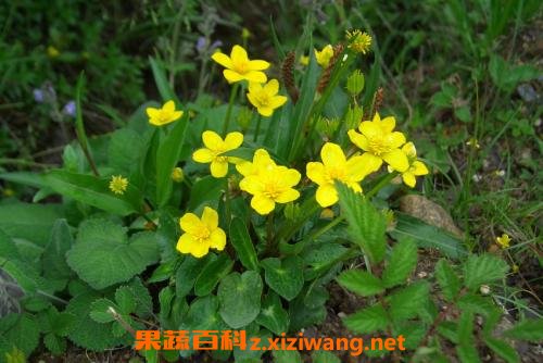 驴舌头草有什么作用 驴舌头草的药用价值