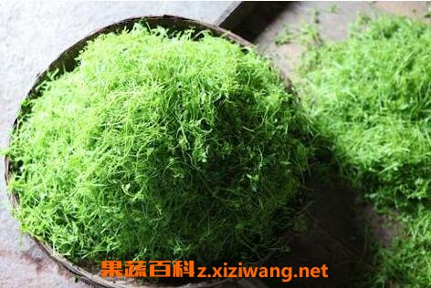 绞股蓝的功效与作用及使用禁忌