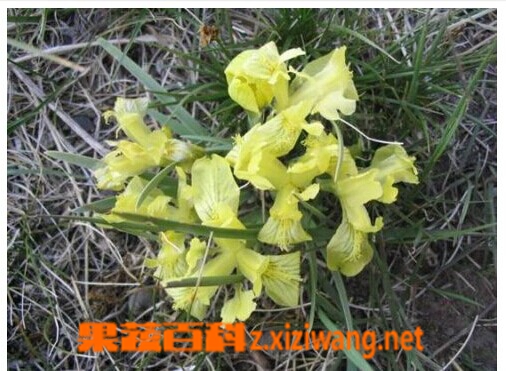卷鞘鸢尾的功效与作用