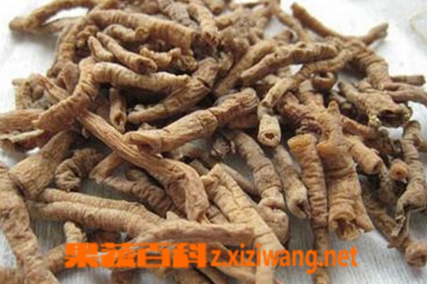 中药远志图片和功效作用