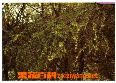 拉萨小檗的功效与作用