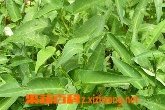 蕹菜干的功效与作用