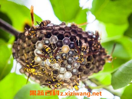 马蜂窝怎么吃 马蜂窝的食用方法