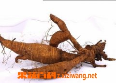 葛根的功效与作用及食用方法