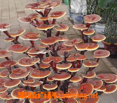 灵芝的功效与副作用