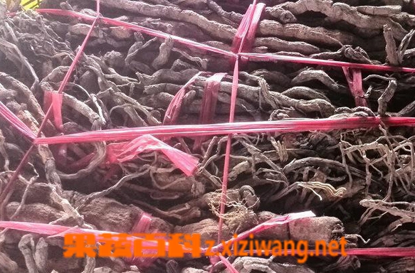 中药胡椒根的功效与作用