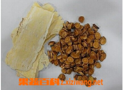 炙黄芪和黄芪的区别
