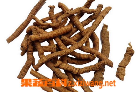 制远志的功效与作用