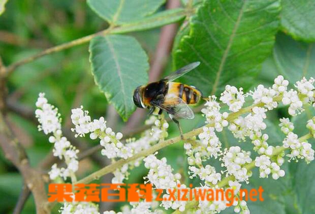 盐麸木花的功效与作用