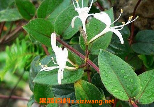 忍冬藤的功效与作用 忍冬藤的食用方法