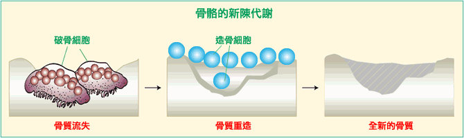 中年人如何增强自己的骨密度？