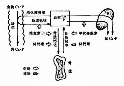 中年人如何增强自己的骨密度？