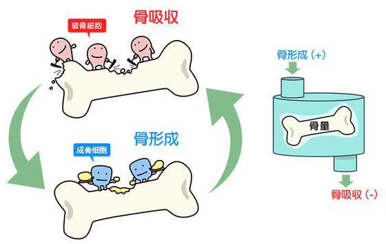 中年人如何增强自己的骨密度？