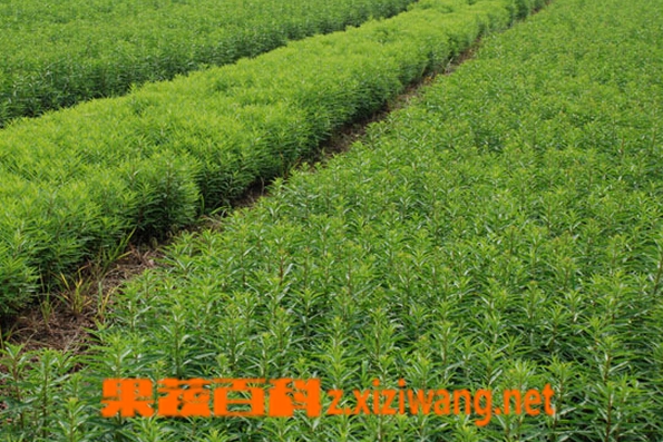 中药赶黄草的功效与作用