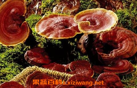 灵芝的功效与作用 灵芝的药用价值