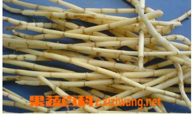 白茅根的功效和作用