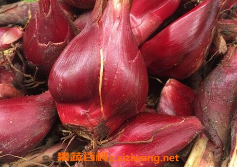 小红葱头草的功效与作用