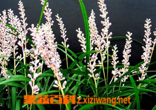 细叶万年青的功效与作用