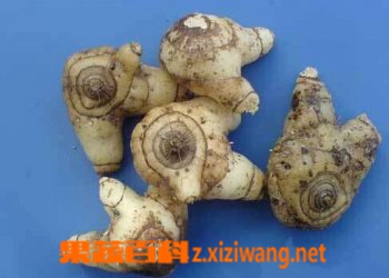 白芨的功效和作用