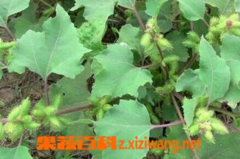 苍耳子的功效与作用