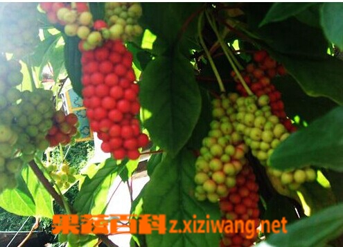 五味子的功效与作用以及食用方法
